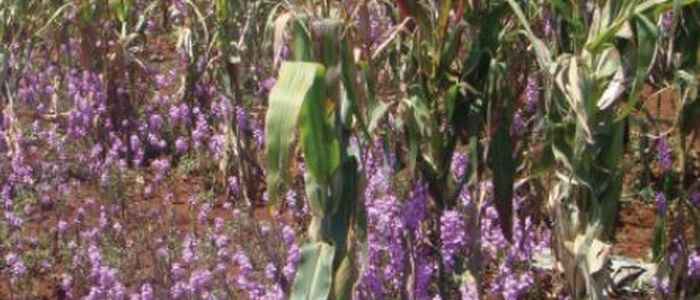 Witchweed infecting a maize field in Kenya (photo with thanks to Muhammad Jamil)
