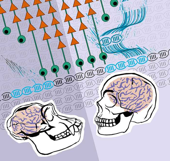 Evolutionary neurogenomics